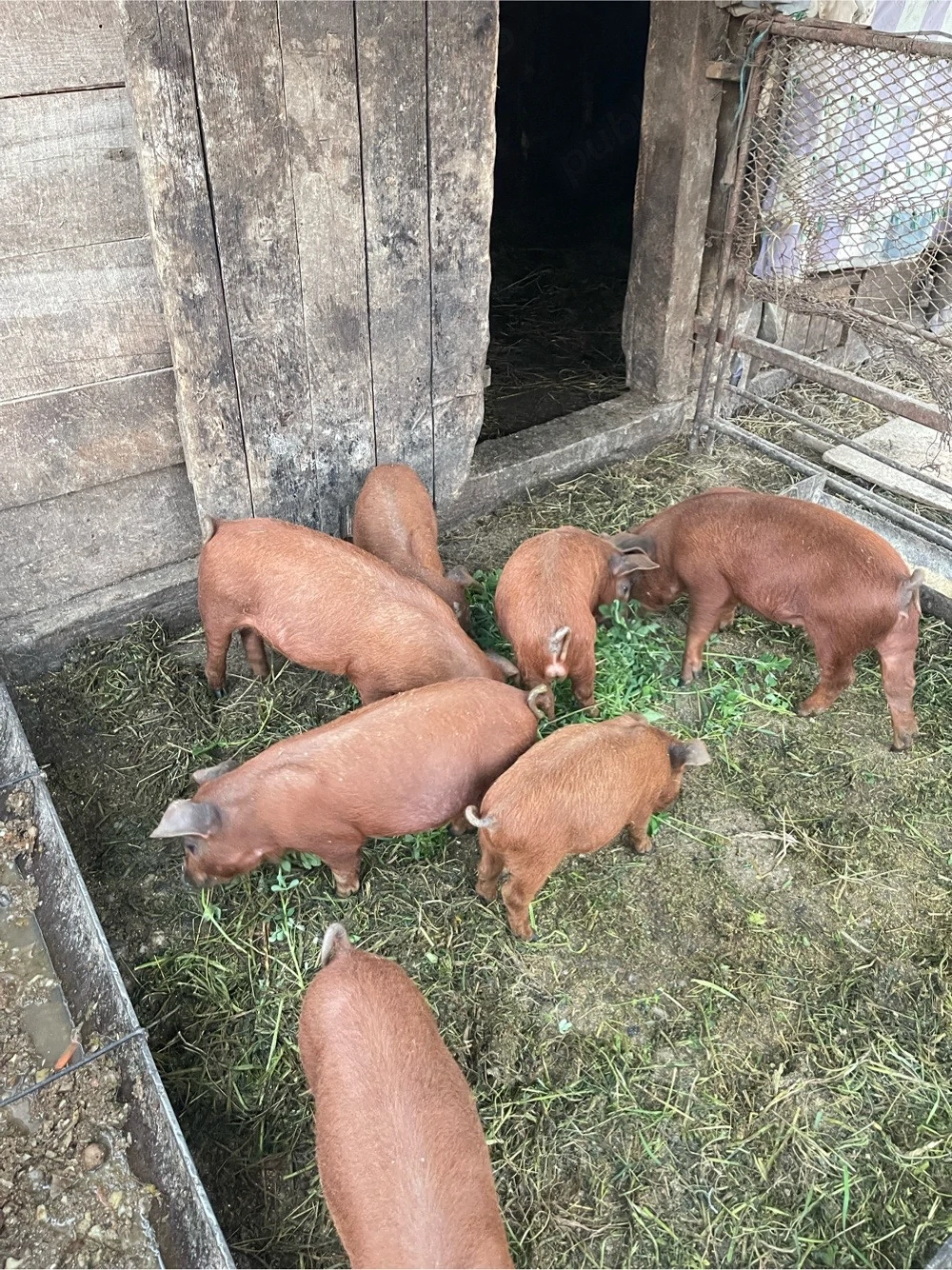 vând purcei duroc 7 săptămâni