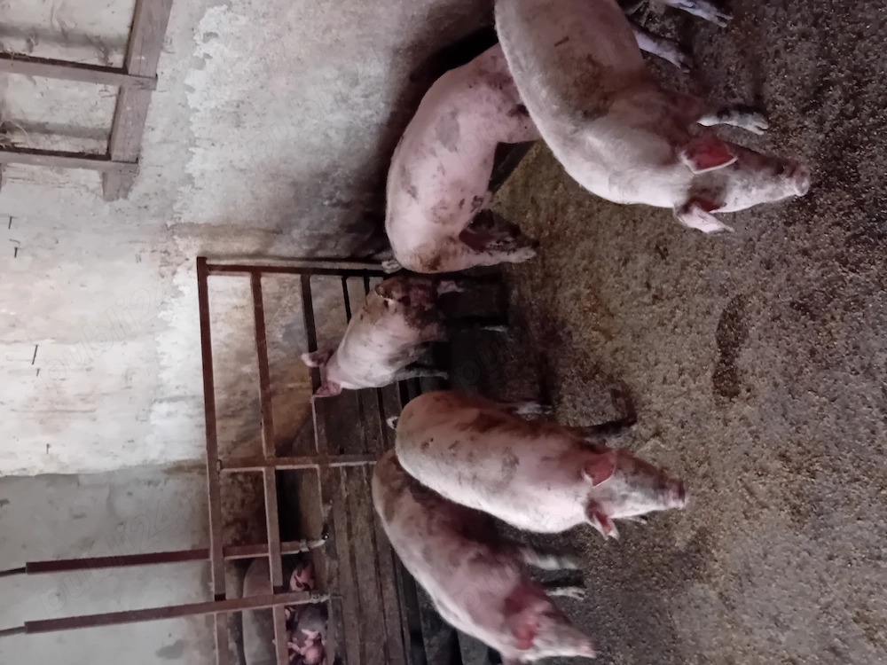Porci de vanzare.....