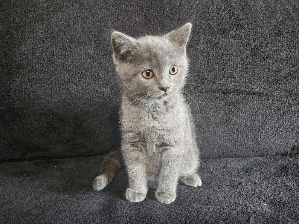 Pisoiasi scottish straight si fold vaccinati, carnetel cu serie