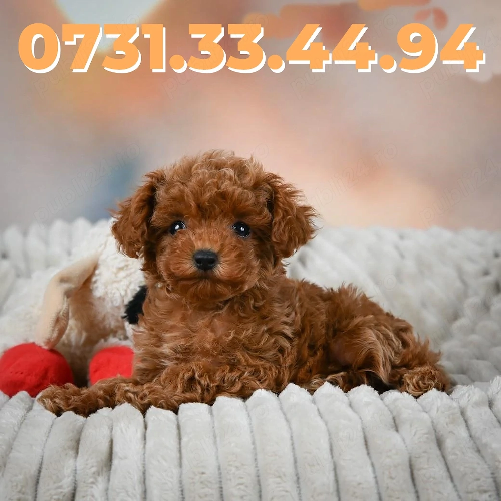 Caniche pitic Poodle Toy Rasa pura cu Garantie-Factura-Microcip-Carnet-TRANSPORT GRATUIT la Iasi