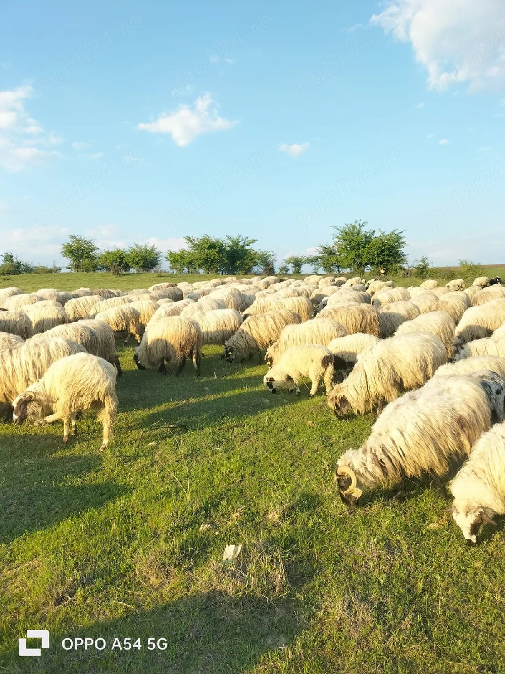 Turmă de oi țurcane