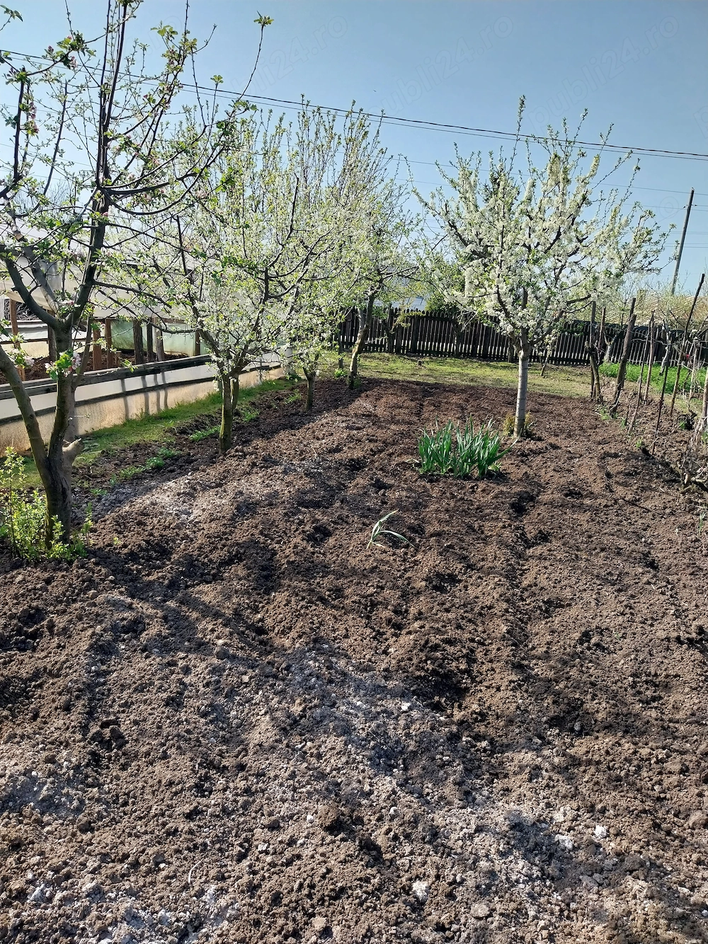 Vând casă ( teren 2.000 mp) în sat Pietrele, jud. Giurgiu