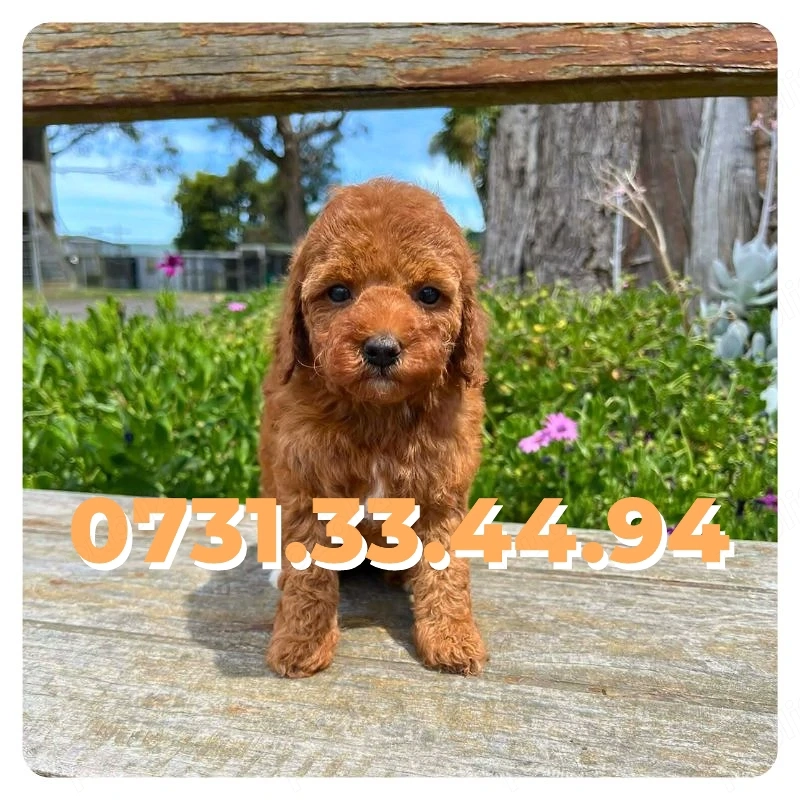 Poodle Toy Caniche Pitic Rasa pura cu Factura-Garantie-Microcip-Carnet- Transport GRATUIT la Cluj