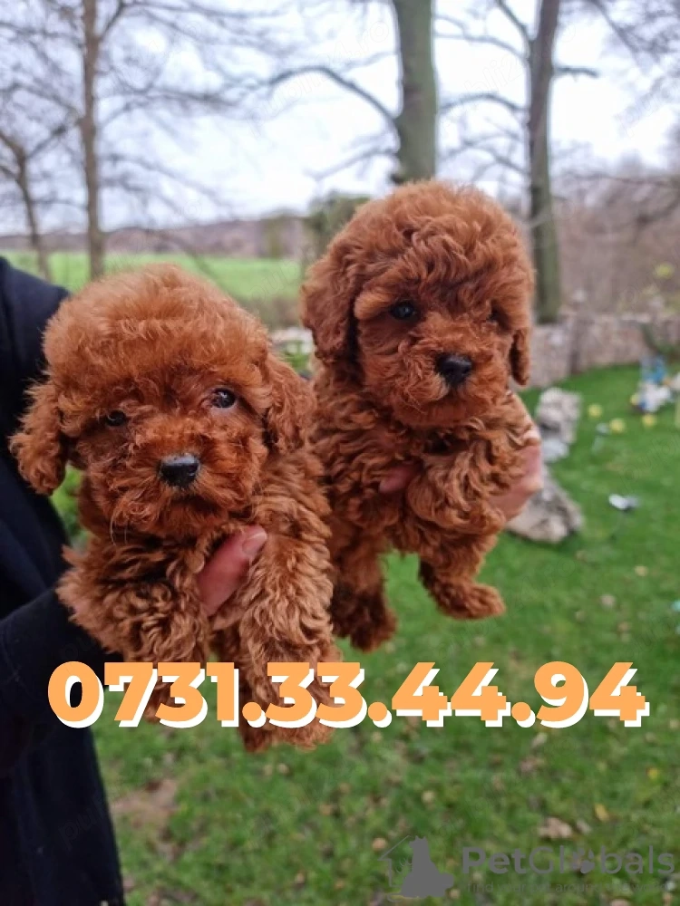 Poodle Toy Caniche pitic Rasa Pura cu Factura-Carnet-Microcip-Garantie-TRANSPORT GRATUIT la Brasov
