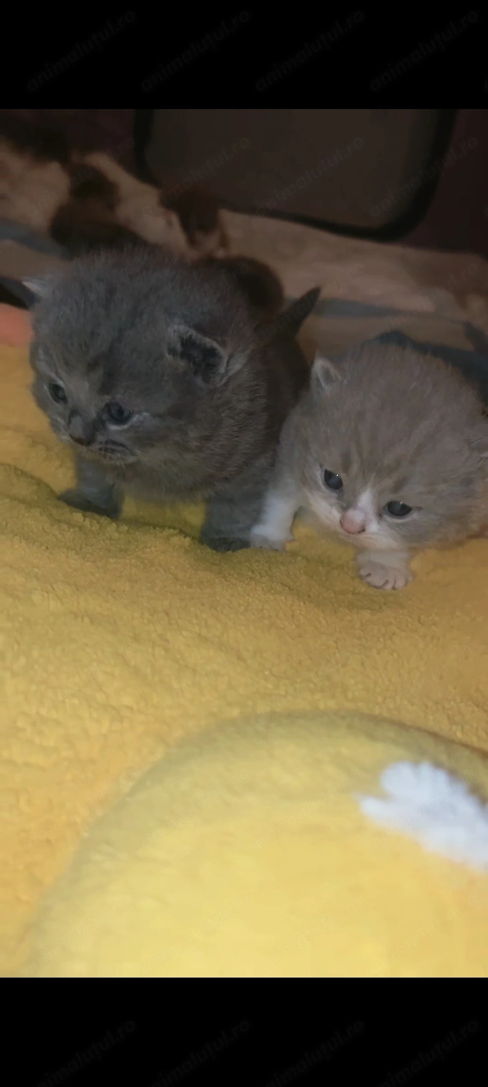British shorthair