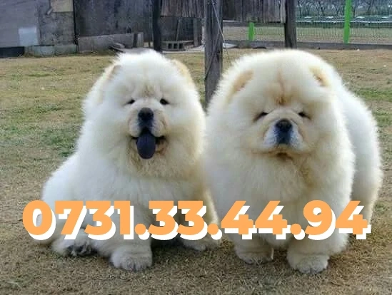 Chow Chow de vanzare Rasa Pura cu Factura-Garantie-Microcip-TRANSPORT GRATUIT la Bucuresti