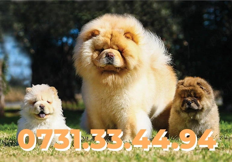 Chow Chow catei Rasa Pura cu Garantie-Factura-Microcip-Carnet-TRANSPORT GRATUIT la Timisoara