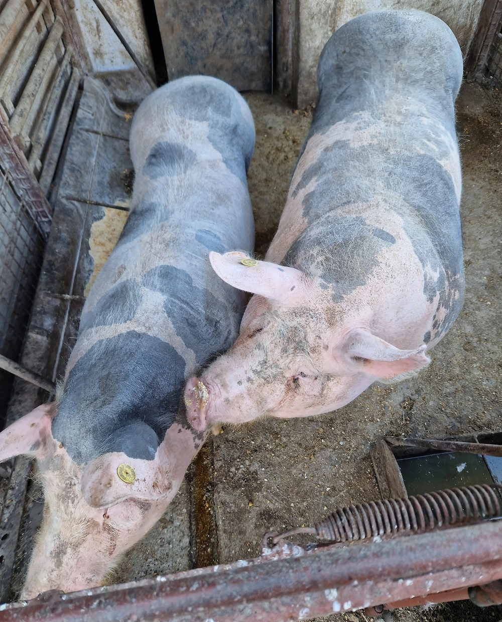 Porc Pietrain de vanzare