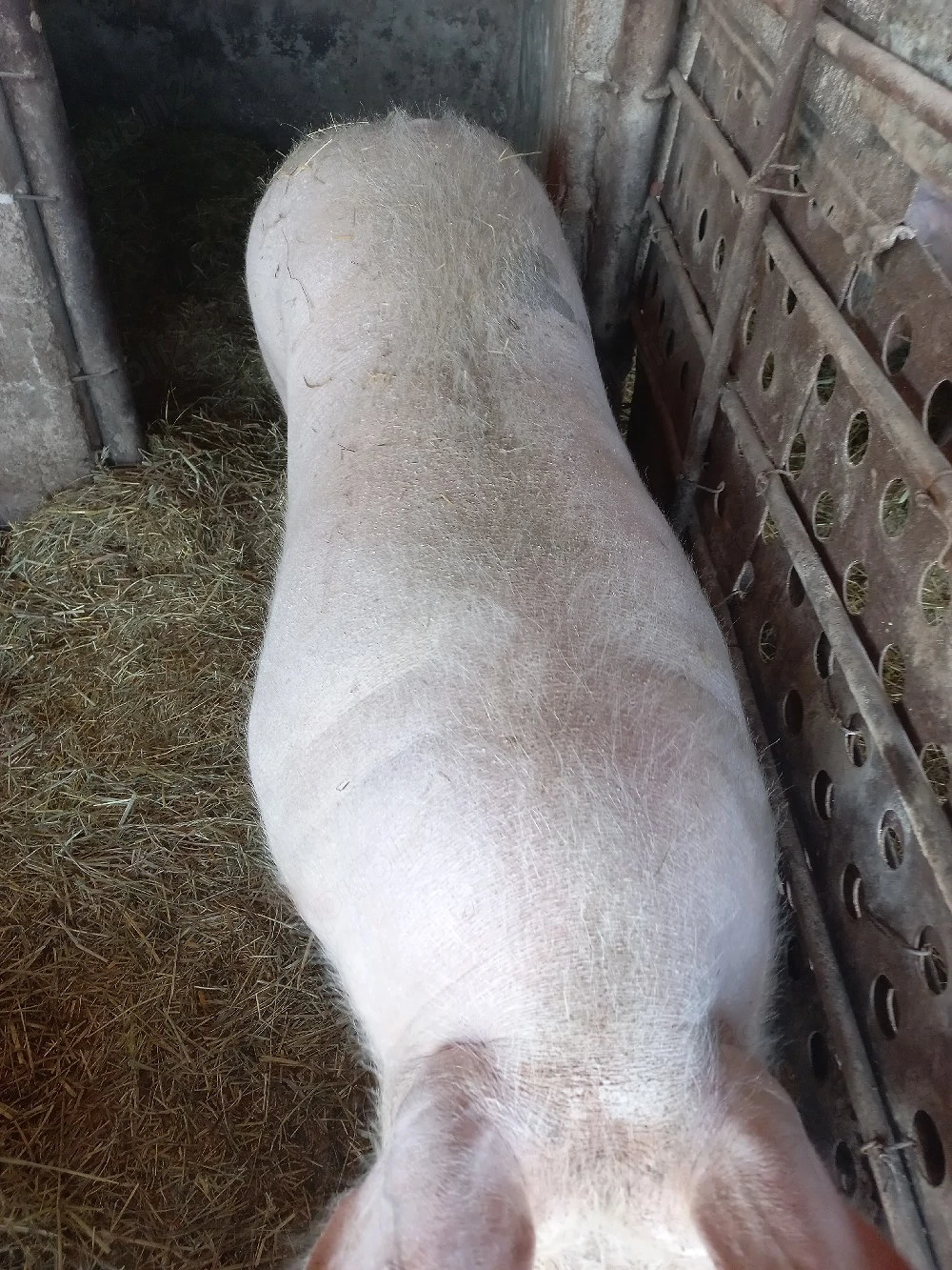 vand porc 