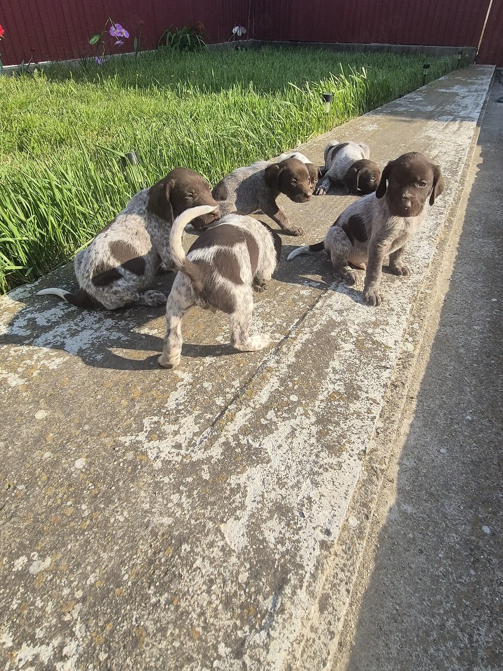 Vând catei brac german