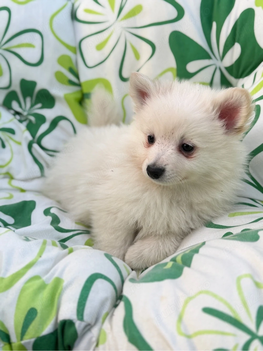 Pomeranian Spitz 
