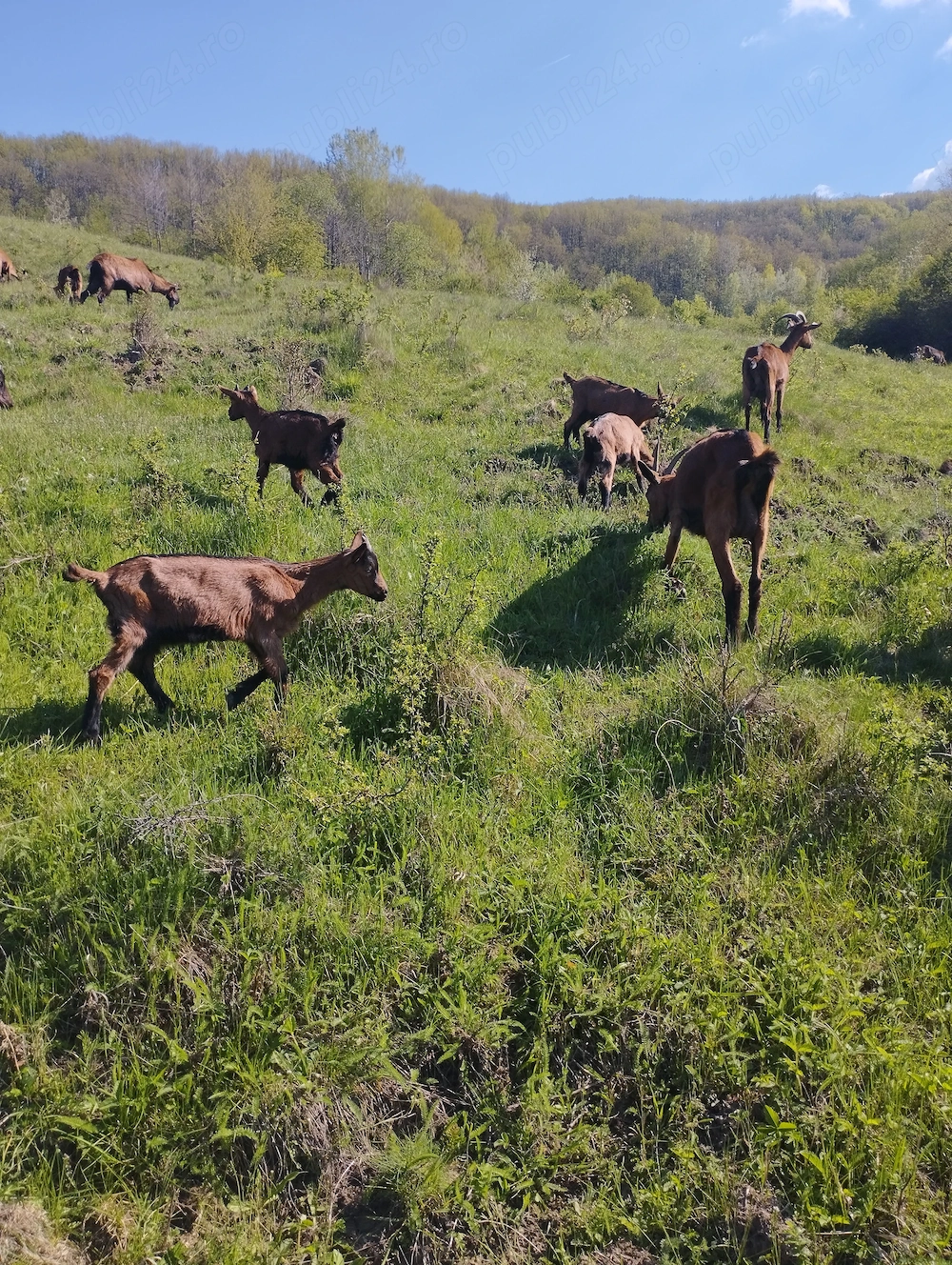 Ieduțe alpina franceză 