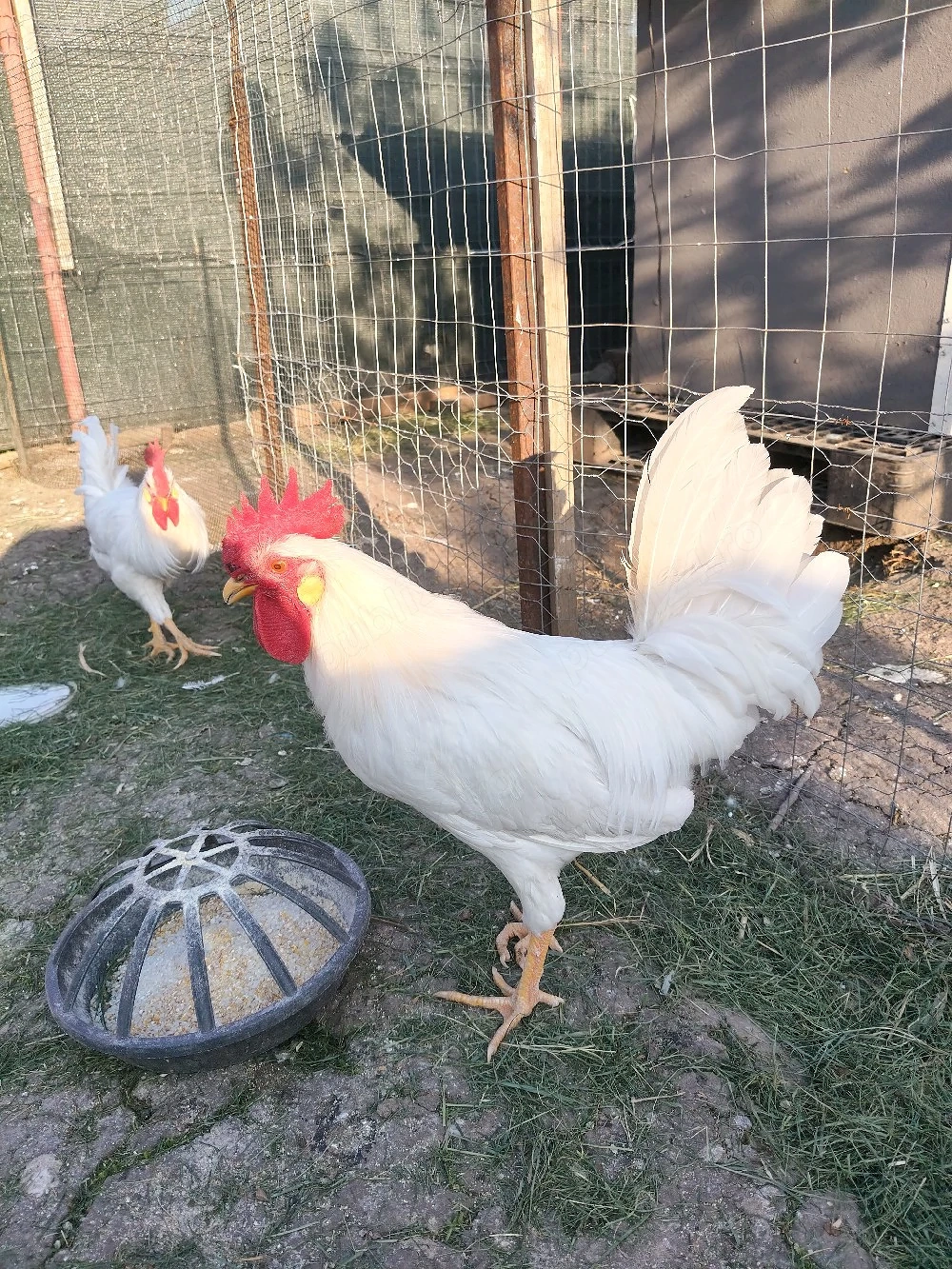 cocos leghorn de anul asta