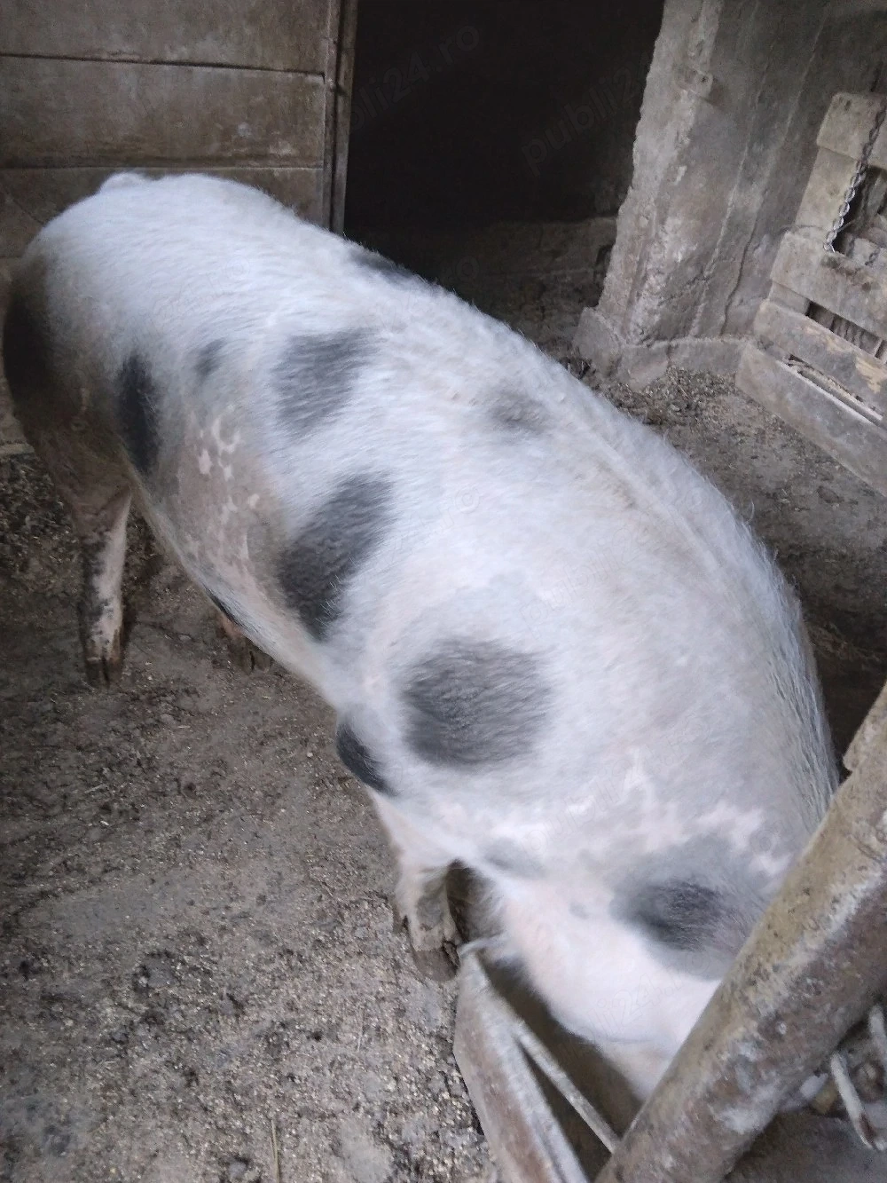 vând porci de tăiat. 