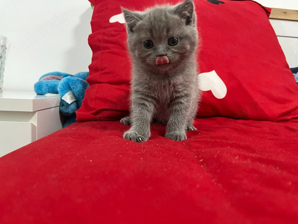 Suntem 6 pisoiași 2 băieți și 4 fetițe  căutăm stăpâni 