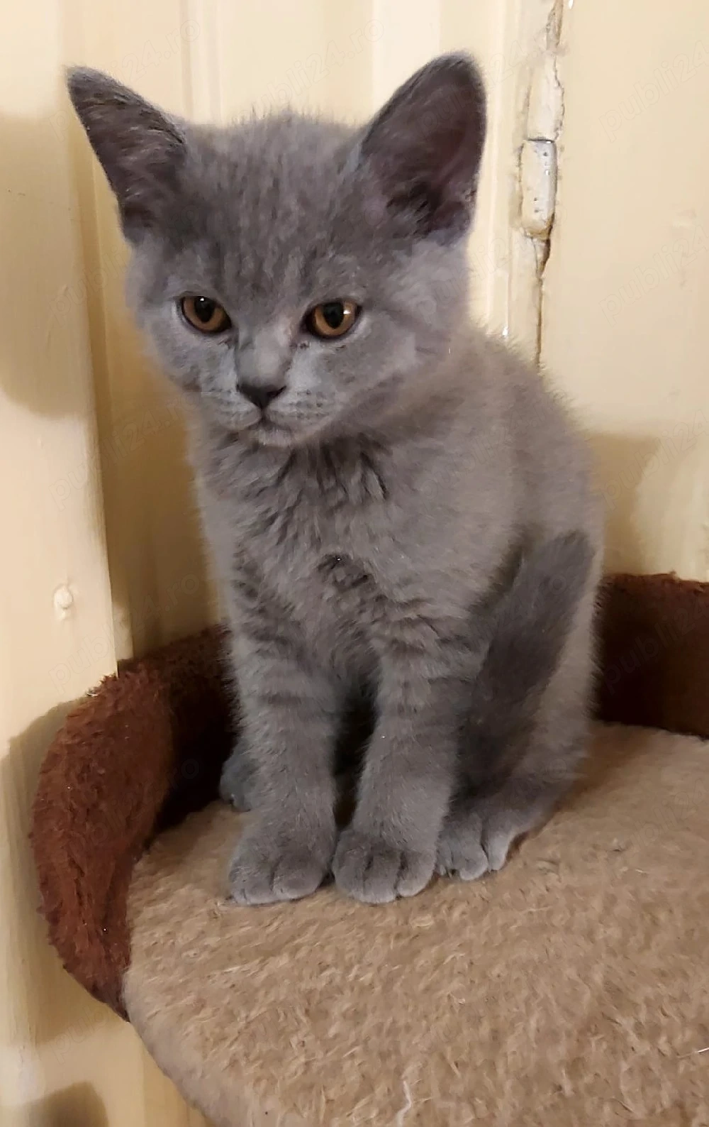 vand puiut pisica rasa brithish