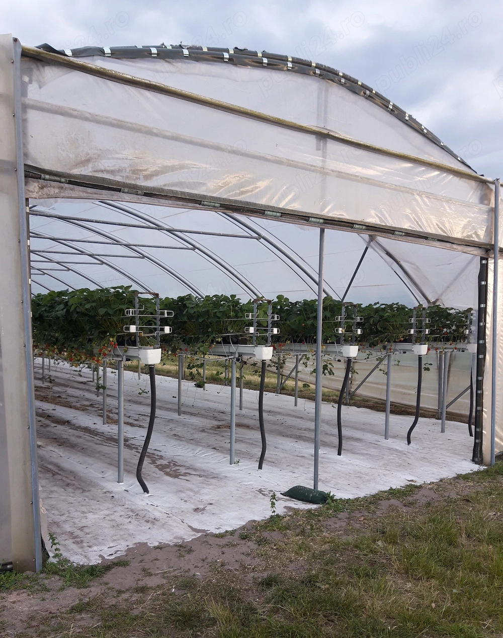 Munca in Germania la cules capsuni