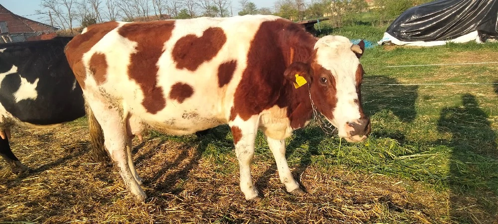 vaca gestanta 7 luni