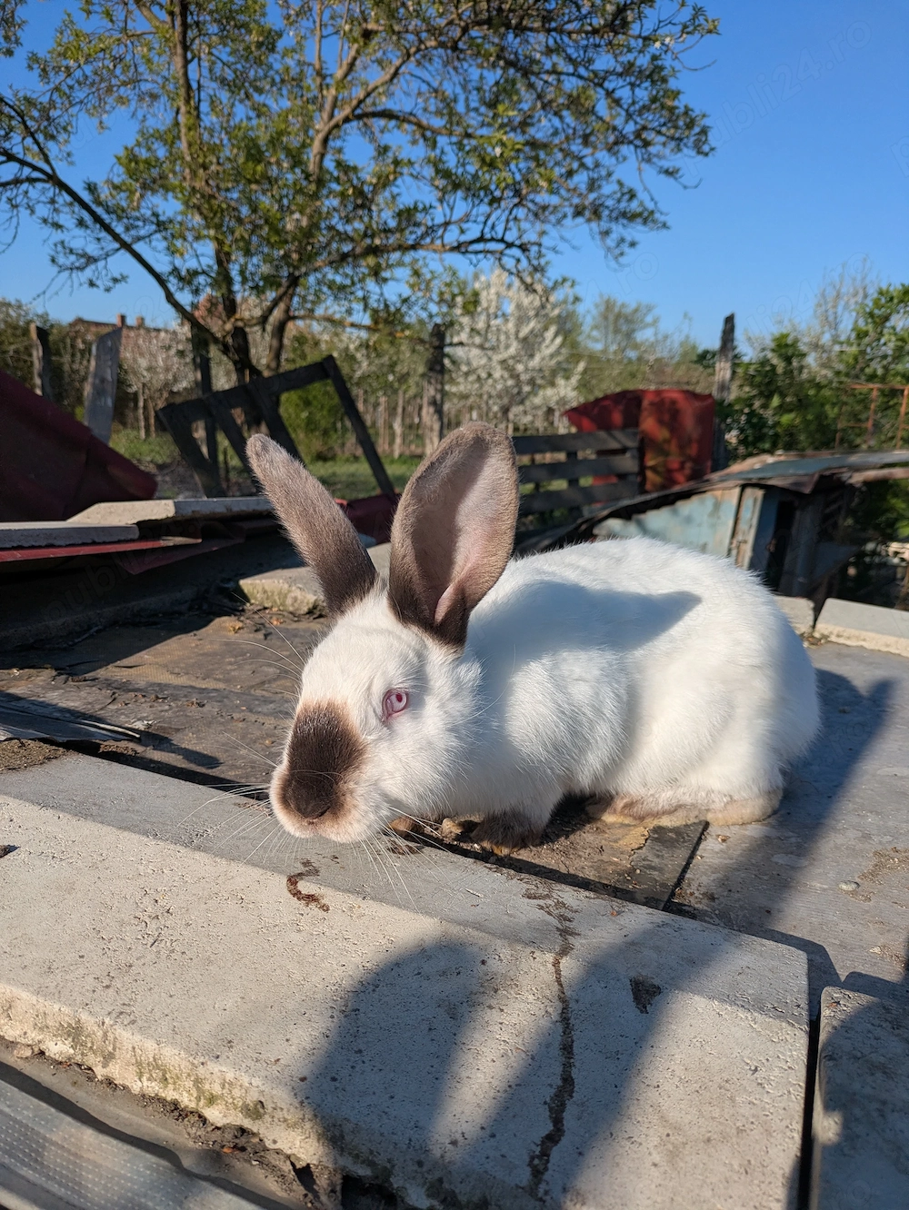 Vând iepuri uriași de Transilvania 