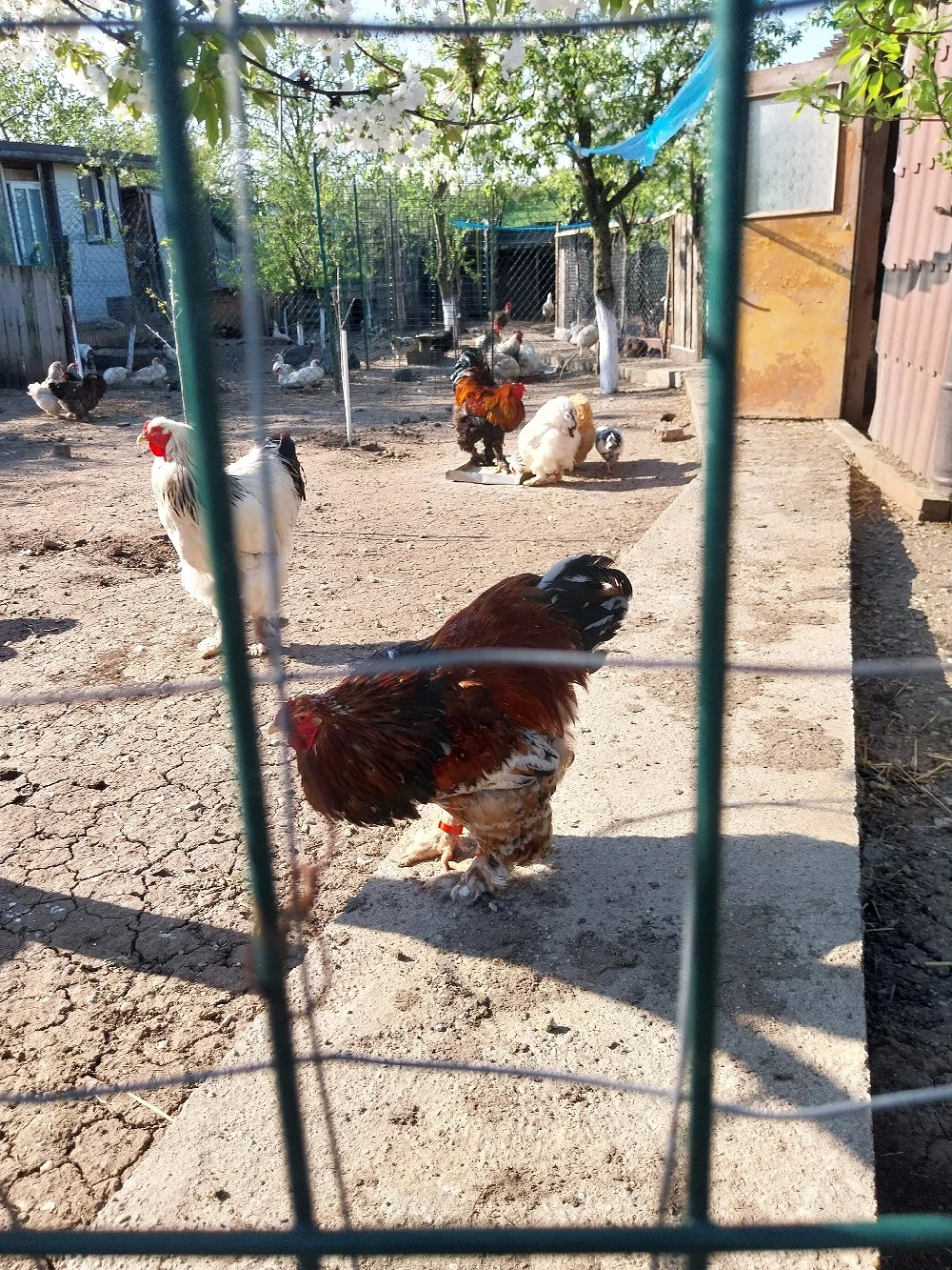   pui oua,Brahma