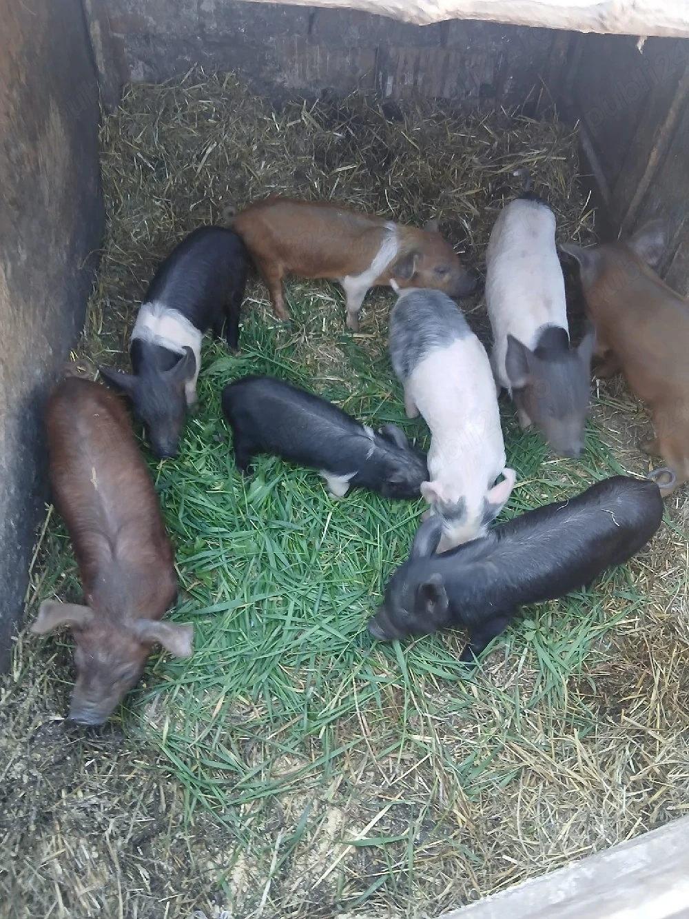 De Vânzare 8 purcei 7 săptămânii vacinați 