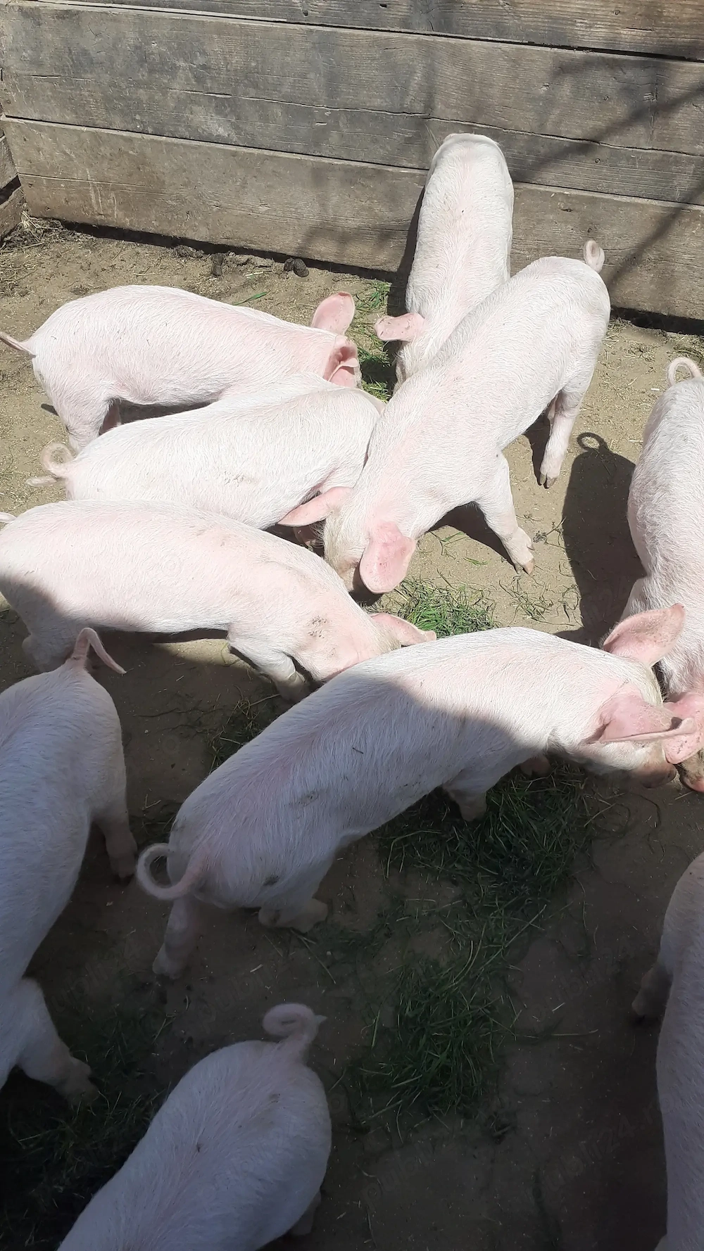 Purcei de 8 săptămâni 