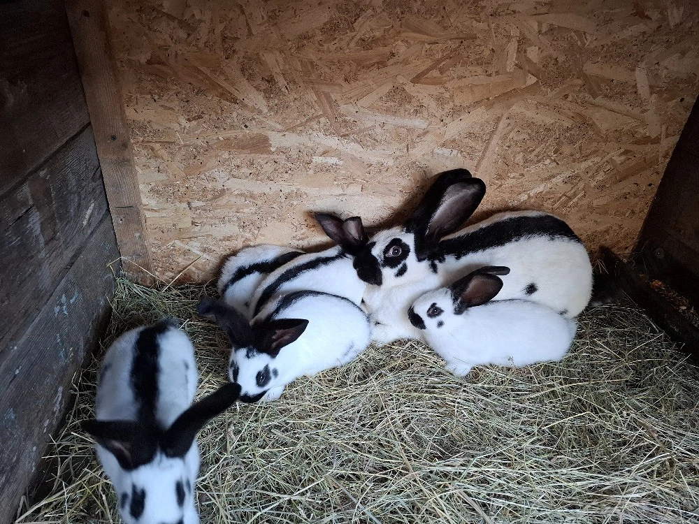 pui iepuri de vanzare