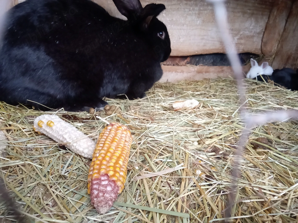 Vând 2 iepuroaice cu pui 