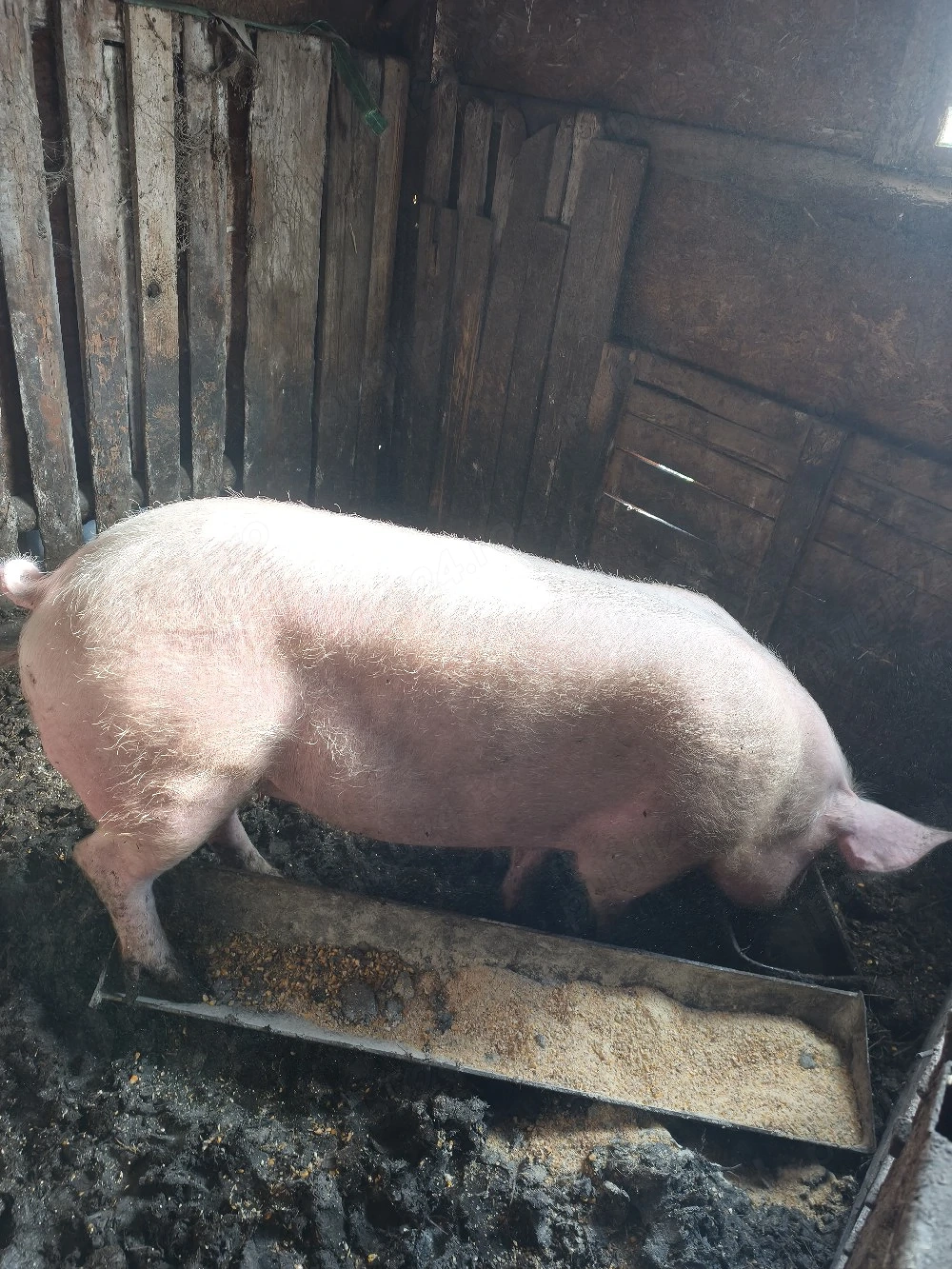 vând vier landrace 