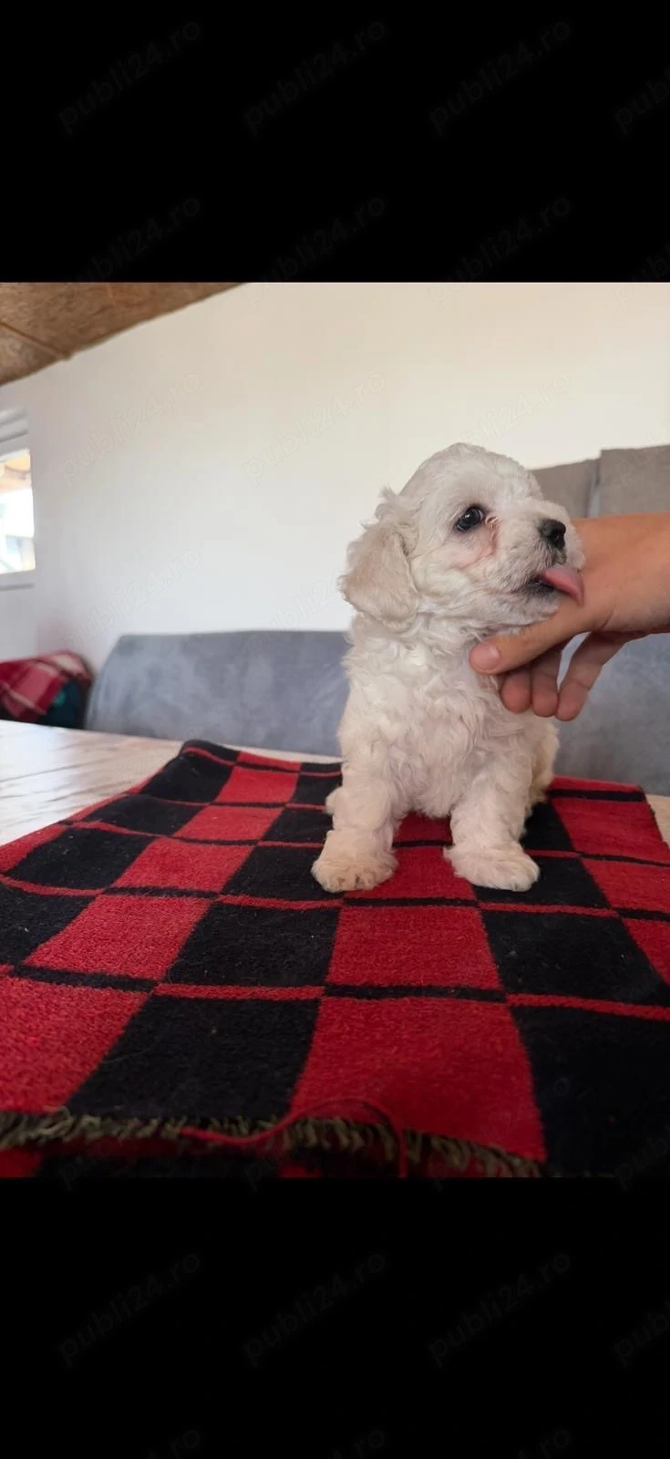 Vand Bichon maltez-femela-6 saptamani 