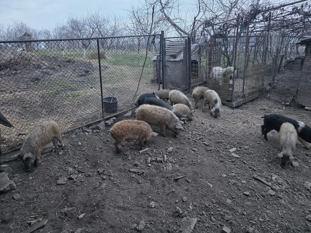 vând purcei bazna și Mangalița 