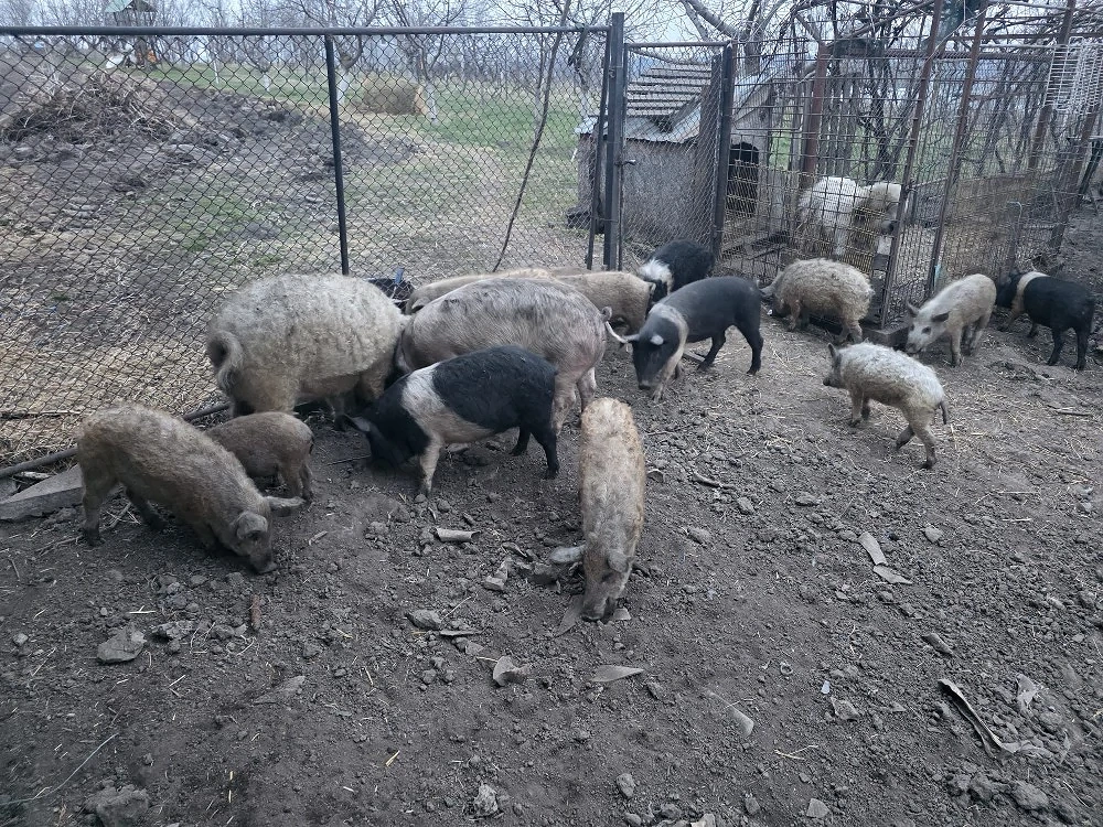 vând purcei bazna și Mangalița 