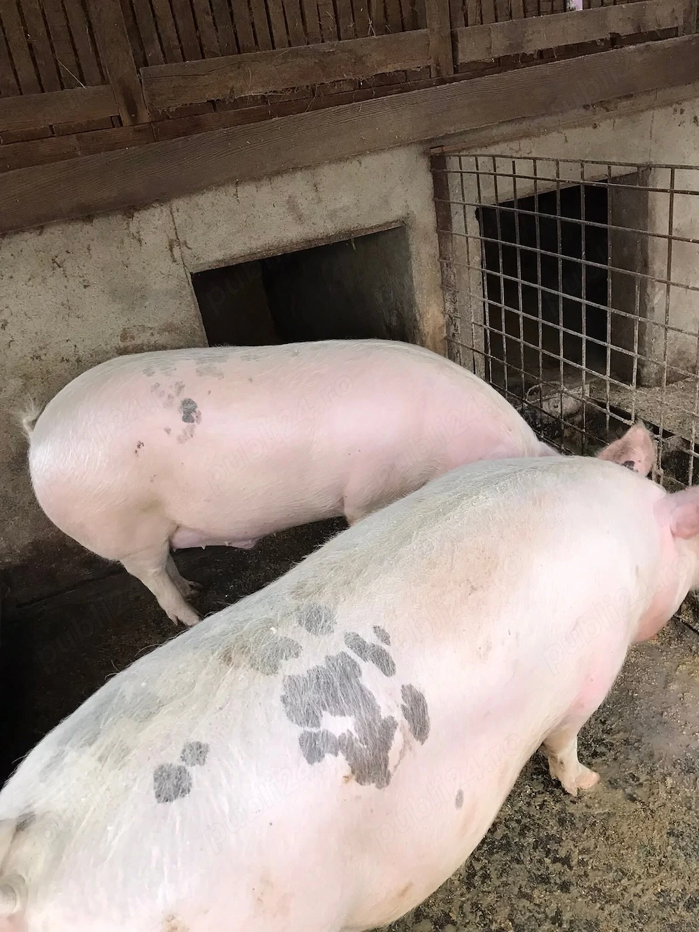 Porci crescuti natural 