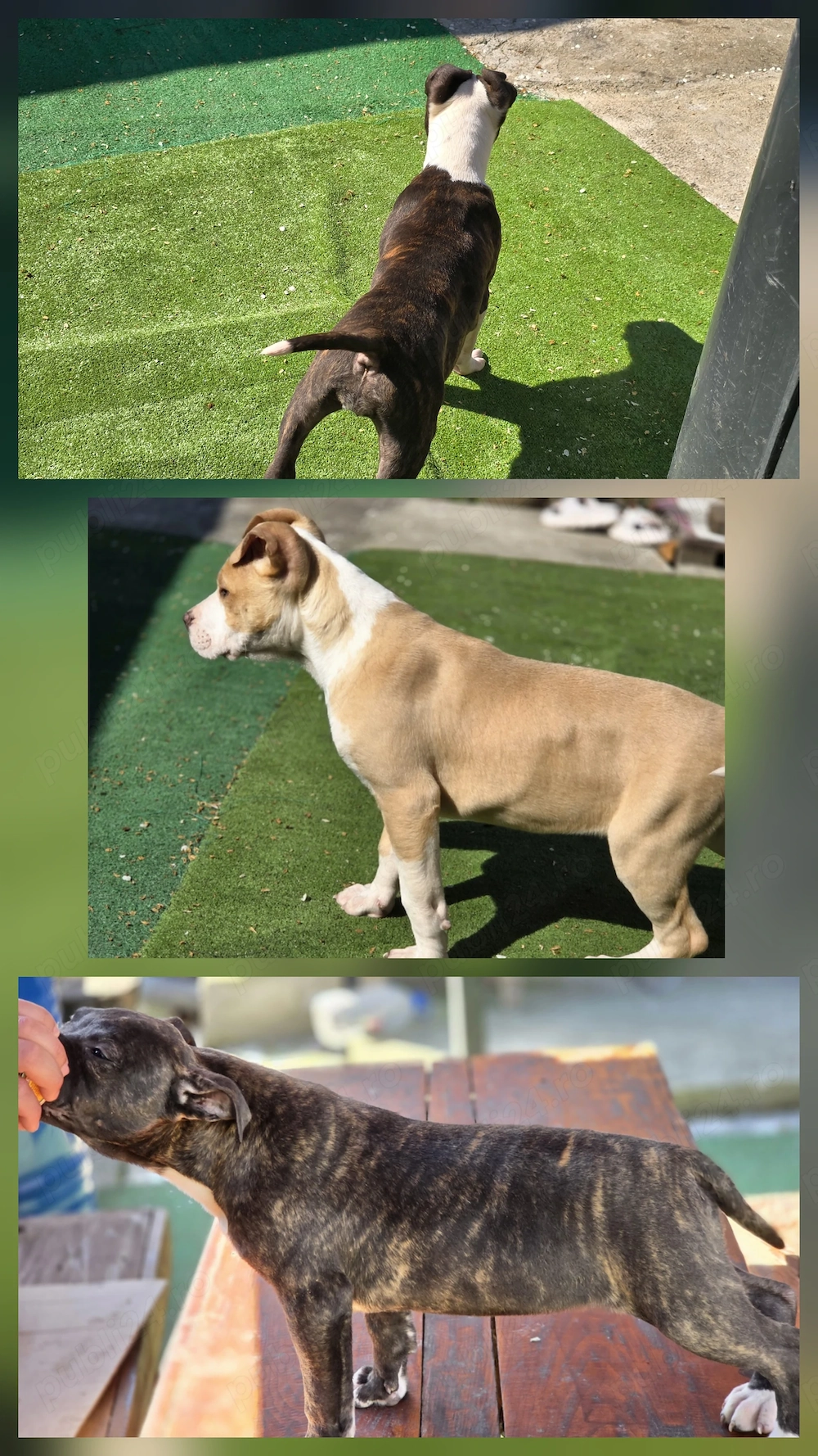 Amstaff In Vârstă De 3 Luni 