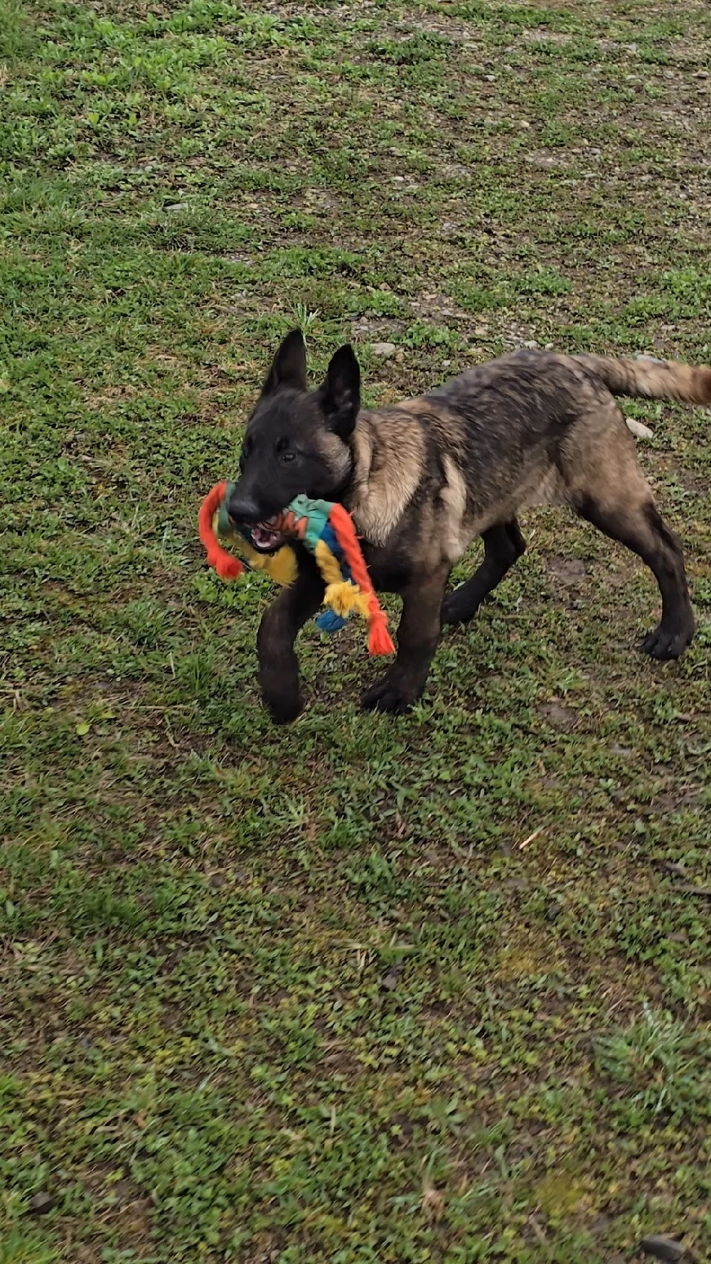 Ciobănesc belgian malinois mascul 