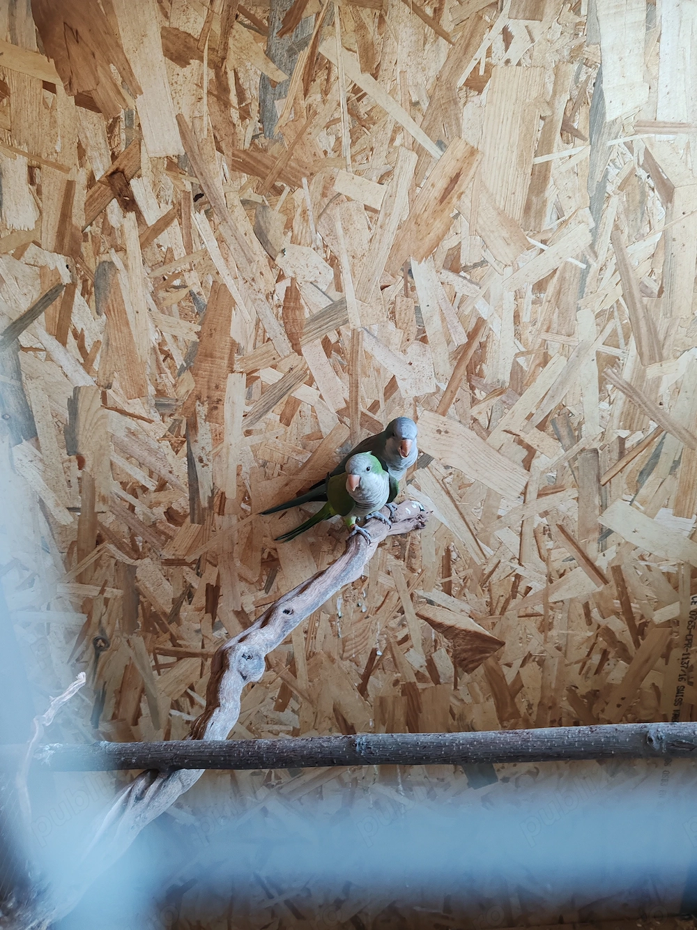 Pereche papagali călugăr 