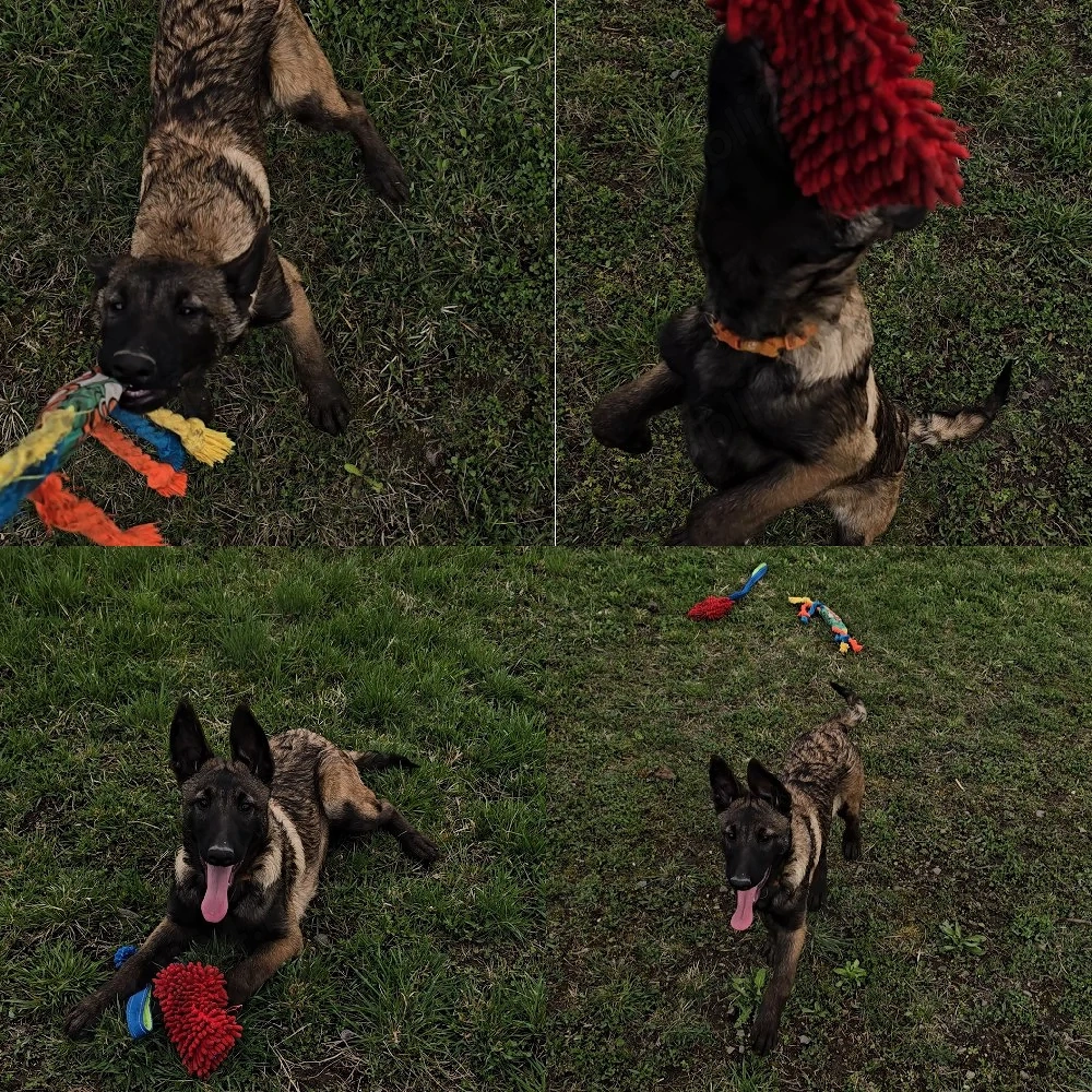 Ciobănesc belgian malinois femele