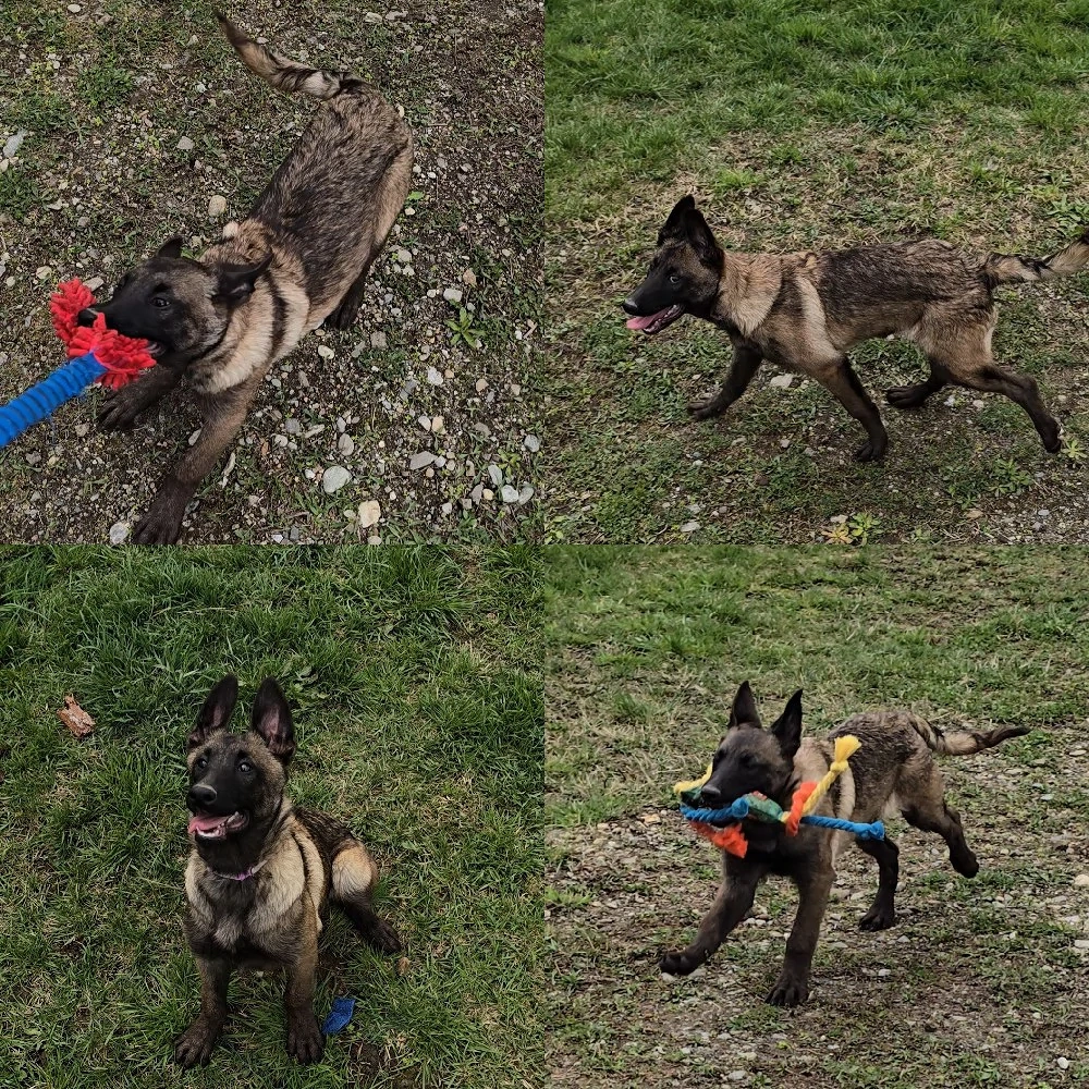 Ciobănesc belgian malinois femele