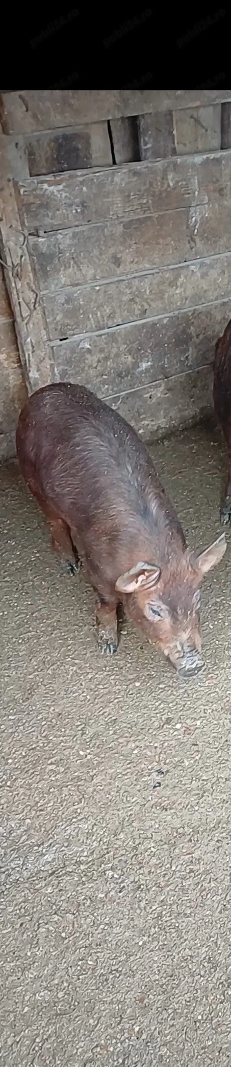 Scrofiță  Duroc cu Pietrain 