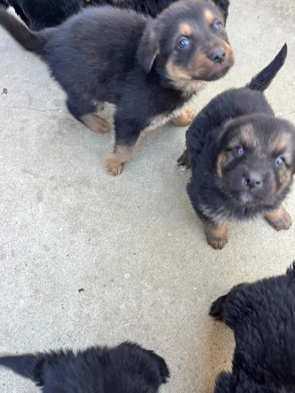  Donez  Ciobanesc german 