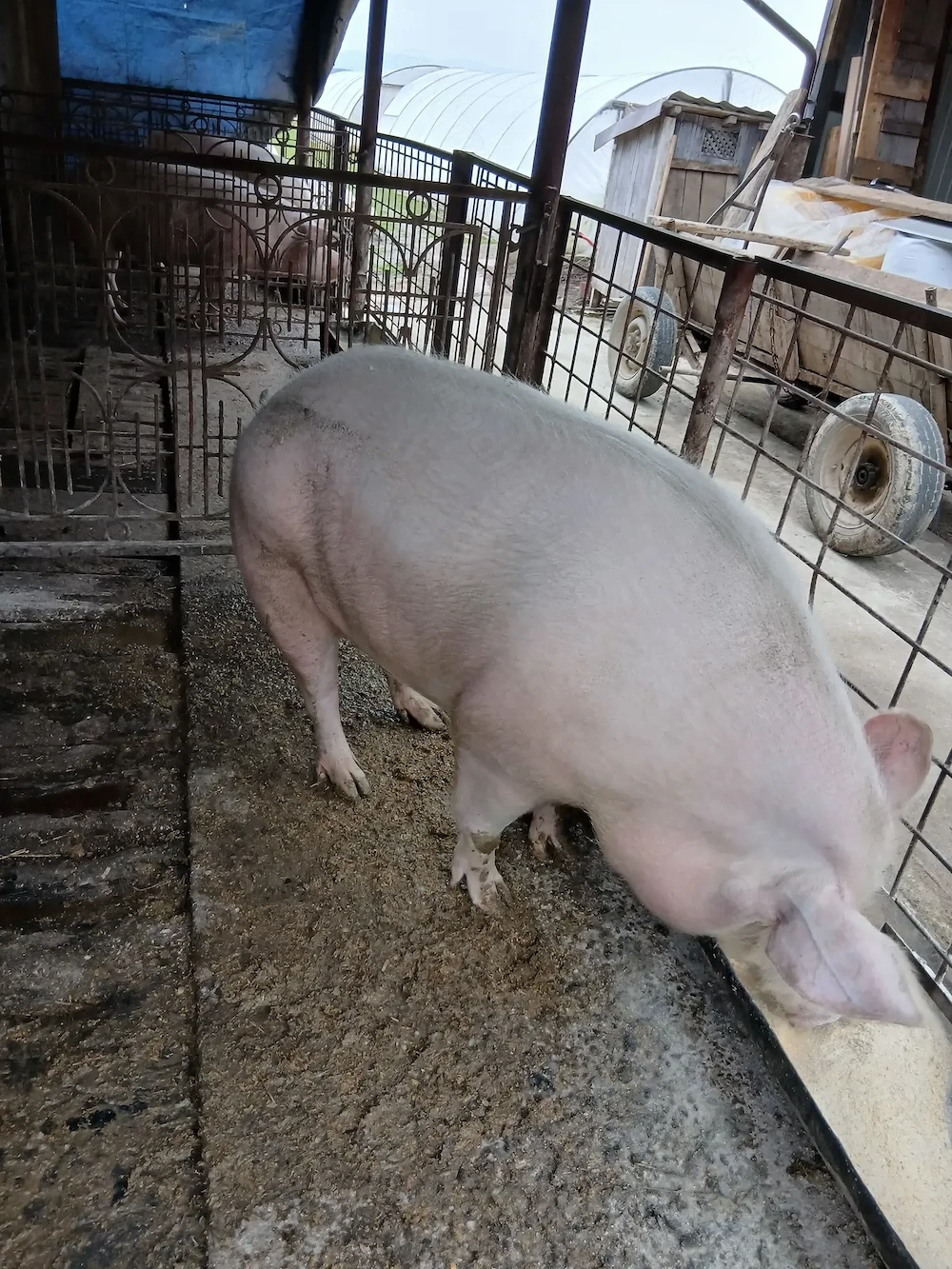 Vând porci de carne cu greutate între 250sau270kg