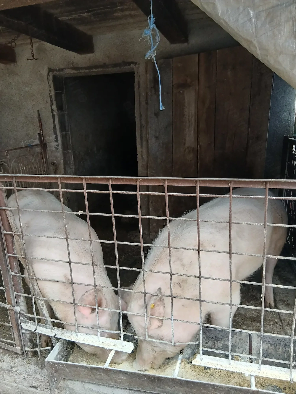 Vând porci de carne cu greutate între 150sau170kg