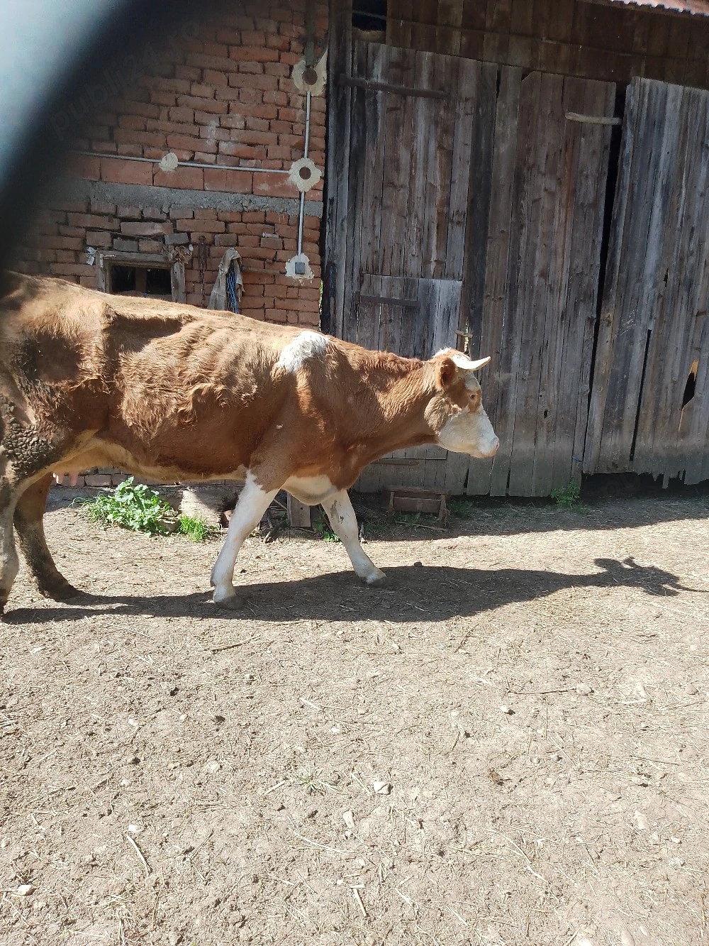 De vânzare vaci cu lapte și gestante 