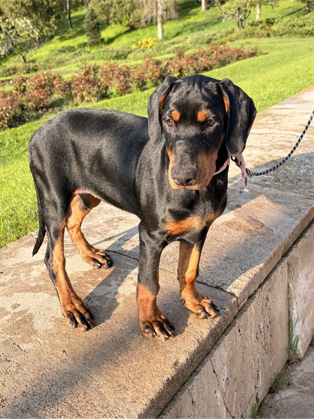 Pui Dobermann