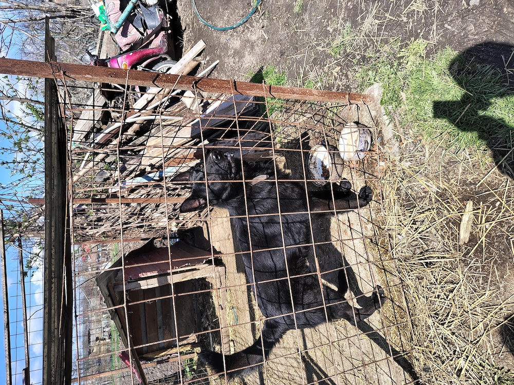 Ciobanesc german pentru rebroducere