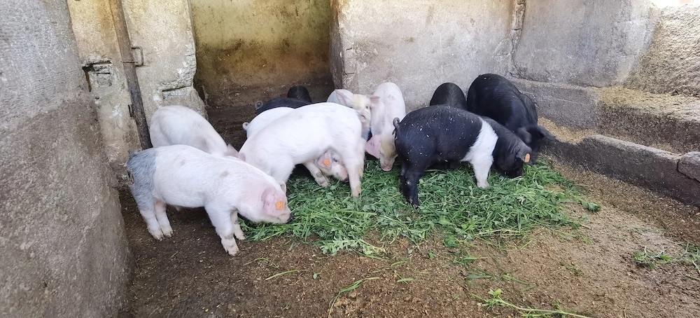 Purcei asigur transport 