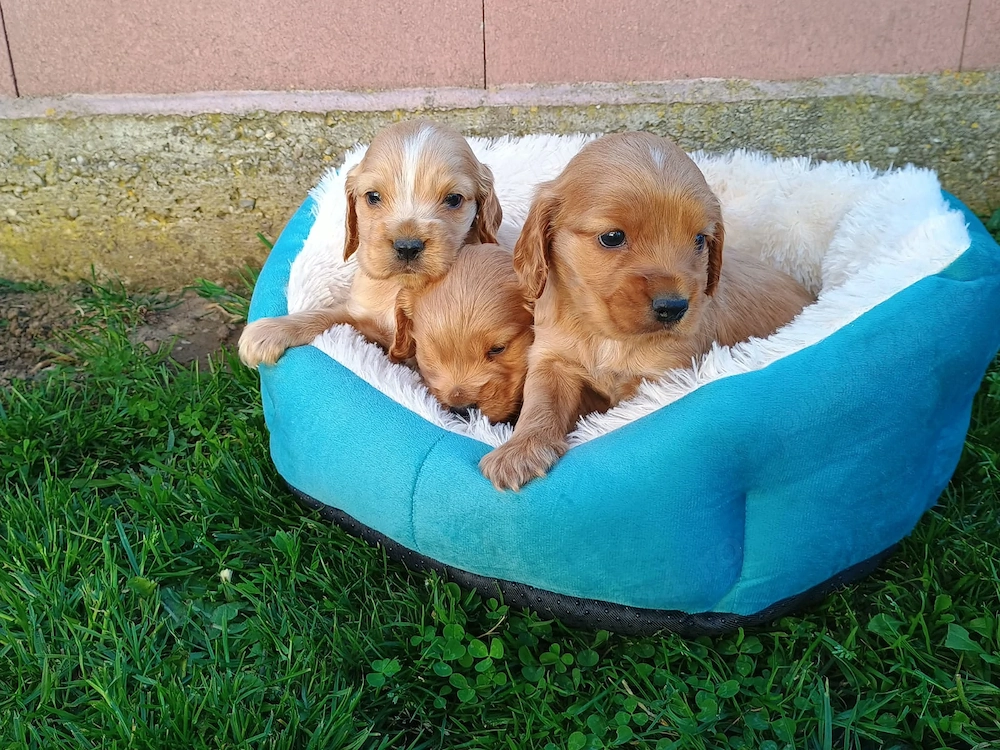 Pui de cocker spaniel rasă pură.
