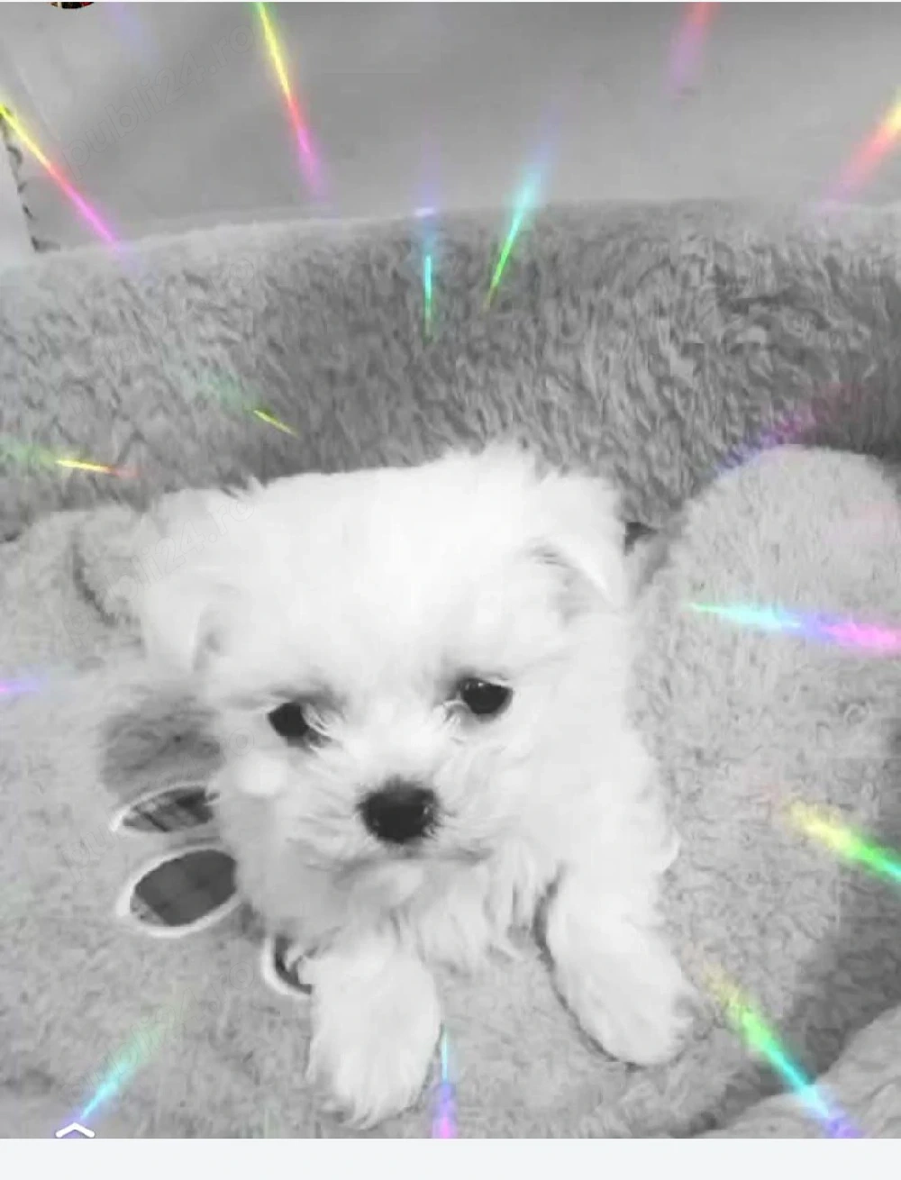 Bichon maltez mini toy 