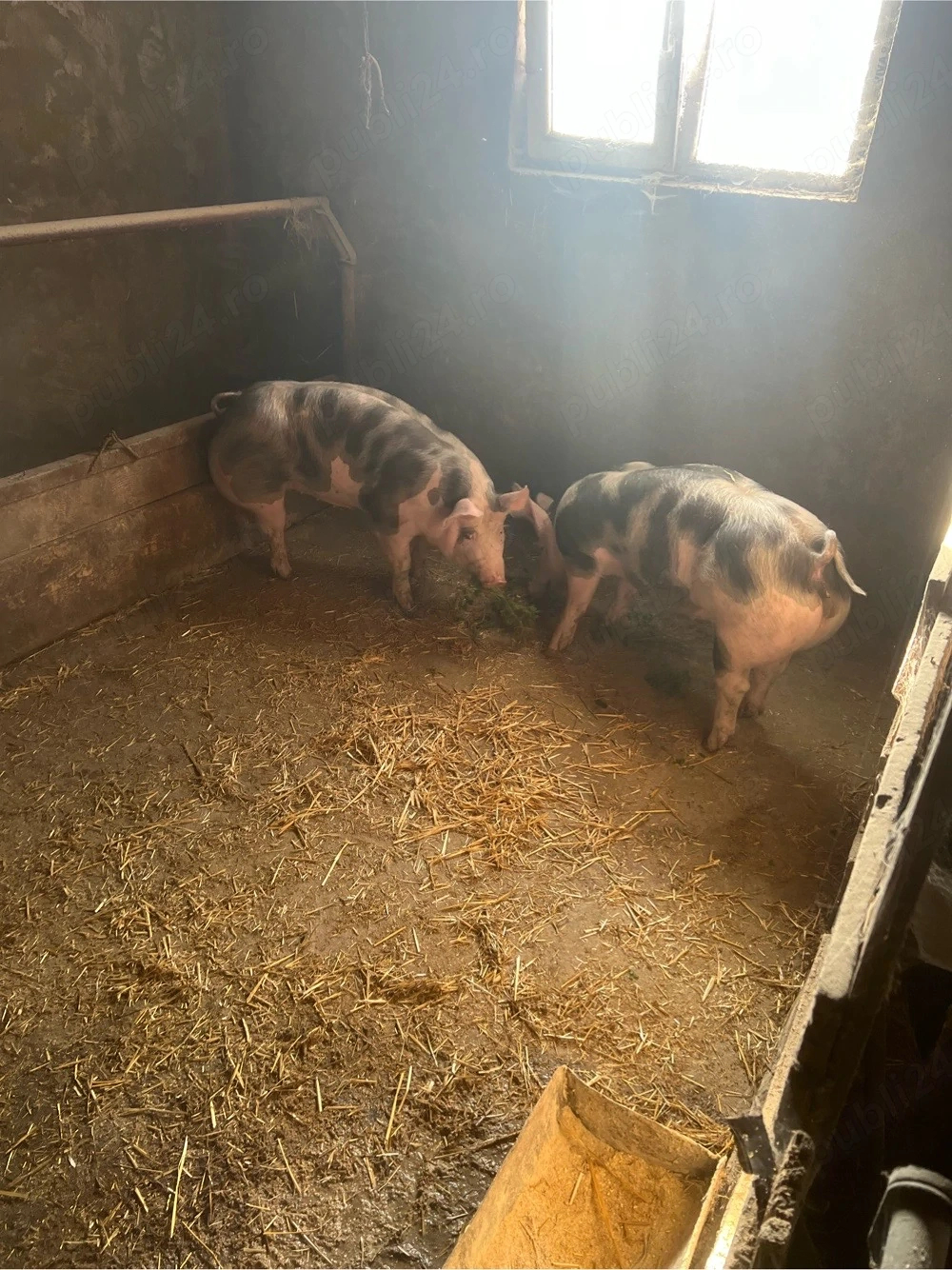 de vinzare 2 scrofite 80-90 kg