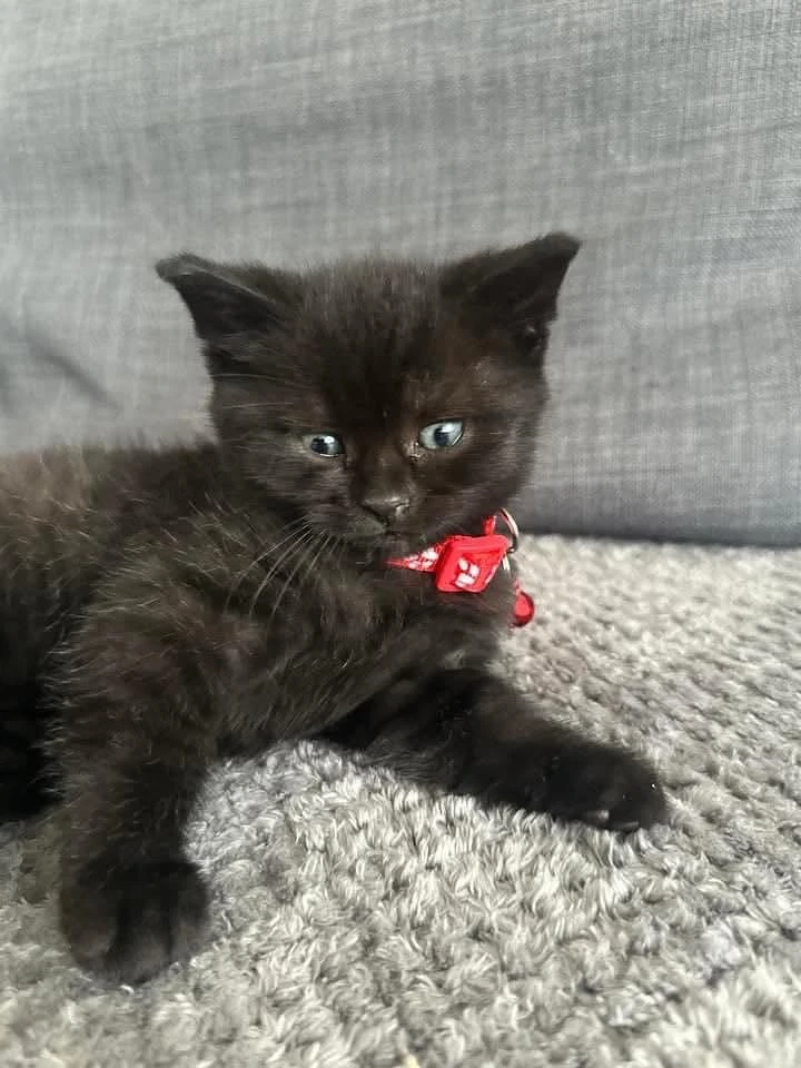 british black mascul si femela